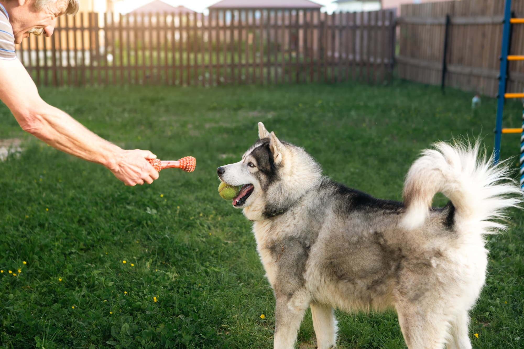Owner is playing with a husky dog in yard of house on grass behind fence.